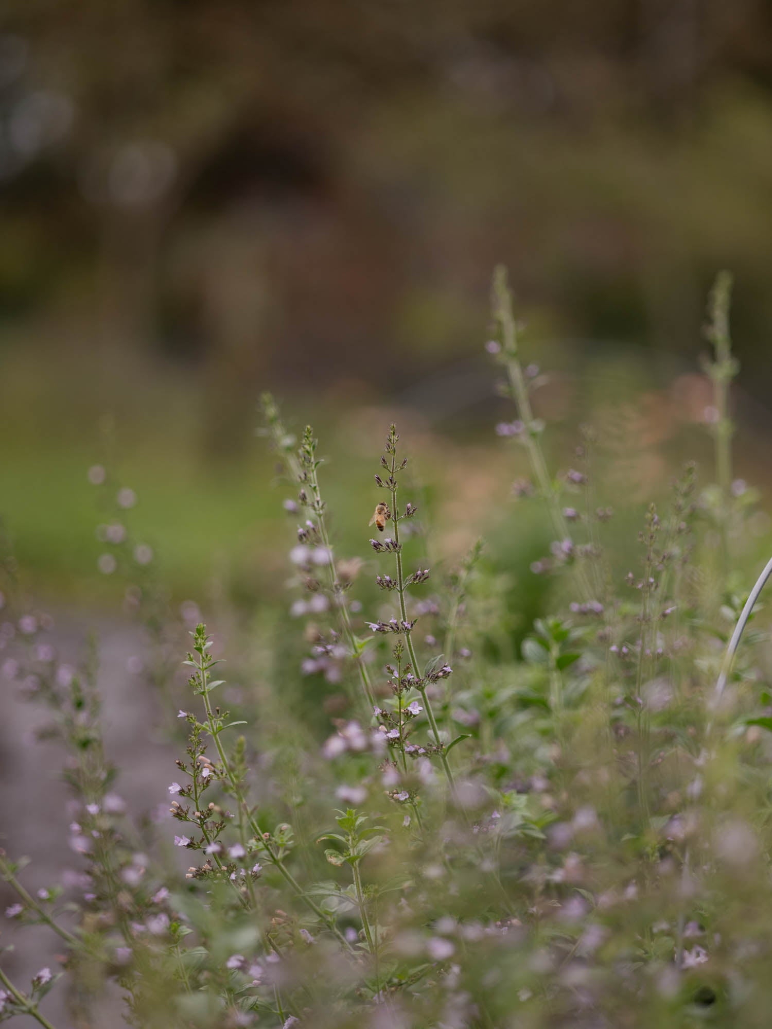 CALAMINTHA nepeta- PLANTS