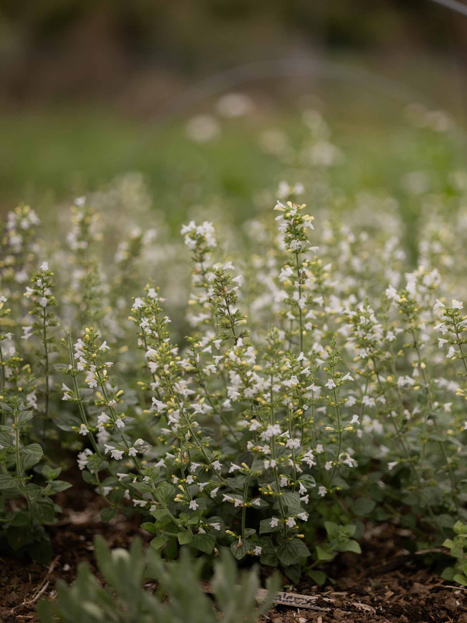 CALAMINTHA nepeta- 'Marvelette White'- PLANTS