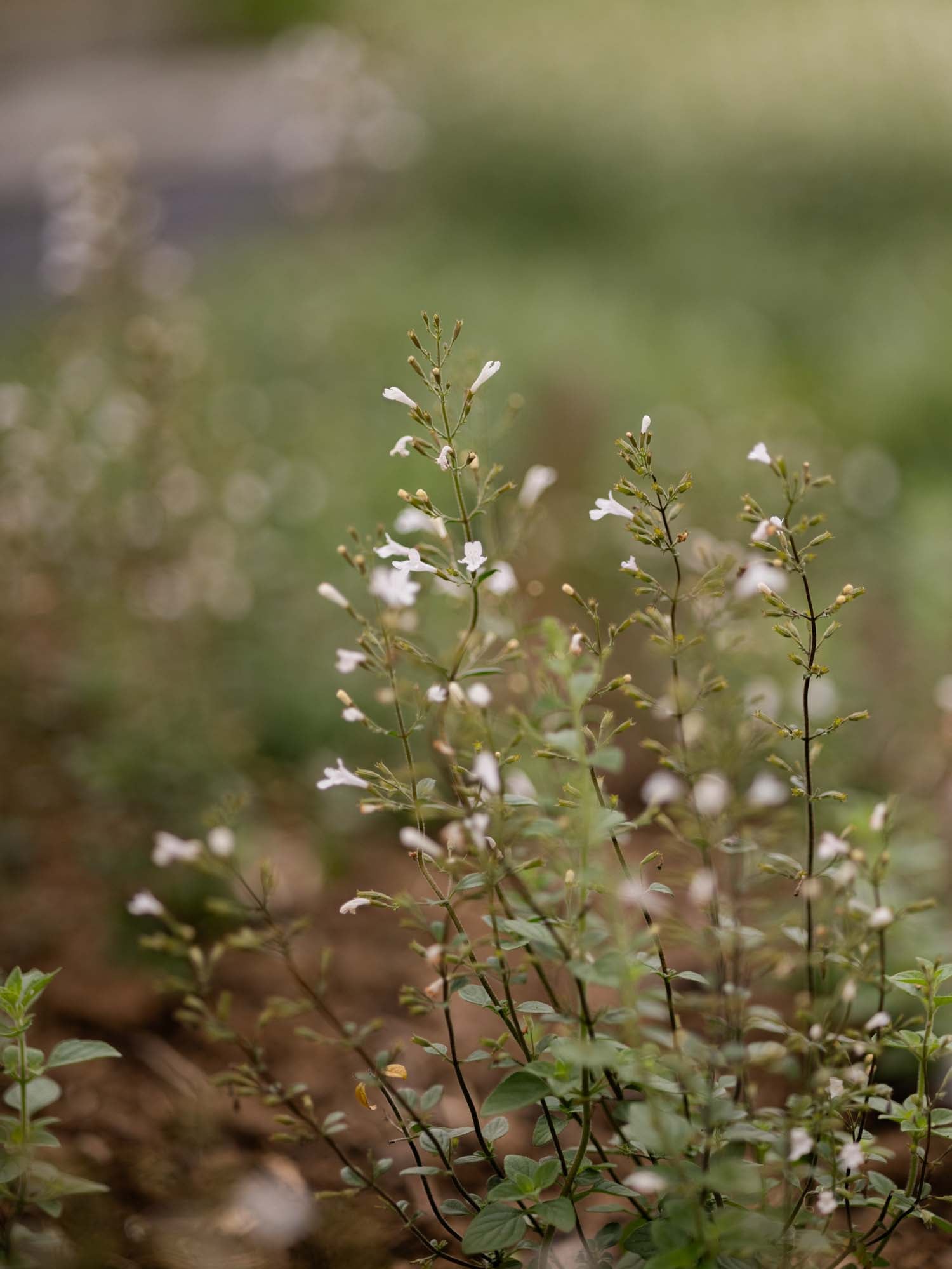 CALAMINTHA nepeta- 'White Cloud'- PLANTS