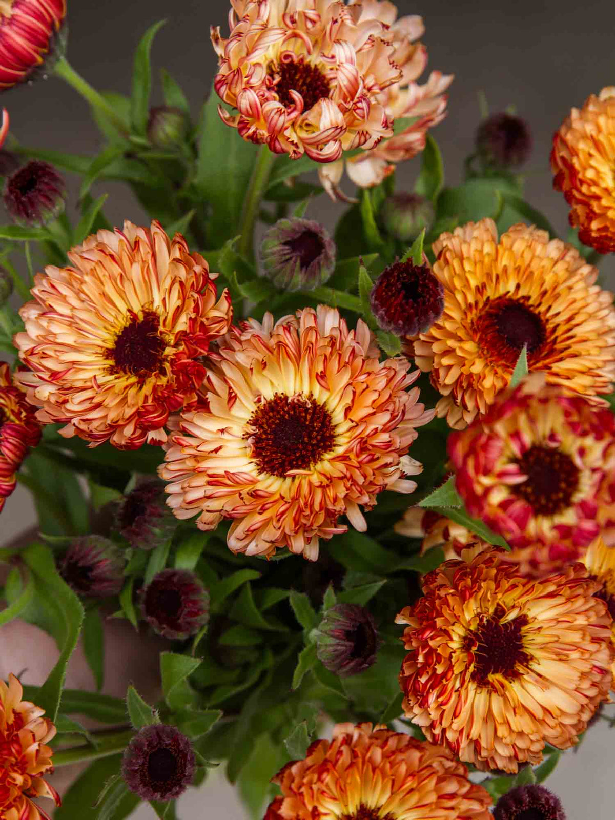 Calendula - Bronzed Beauty