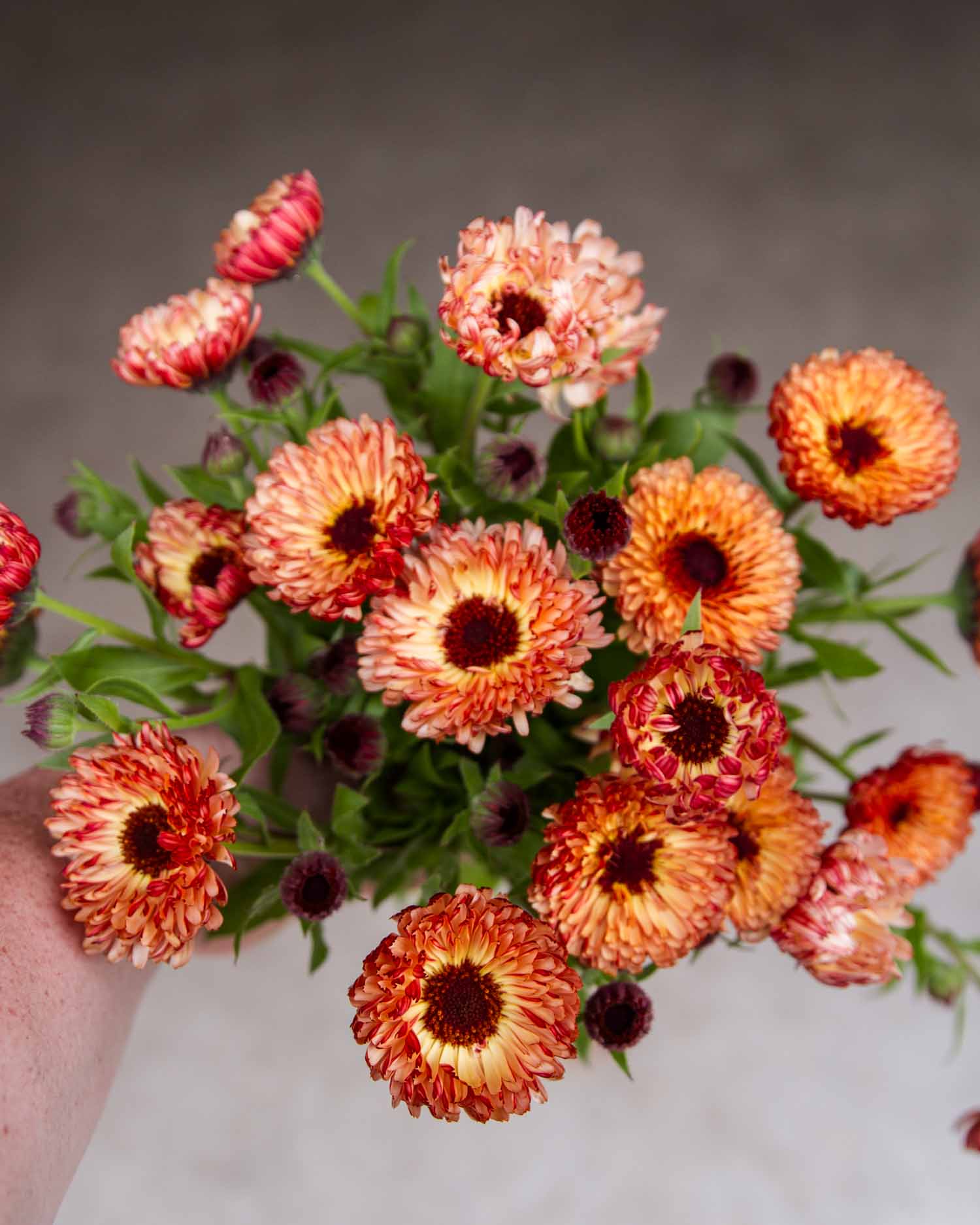 Calendula - Bronzed Beauty
