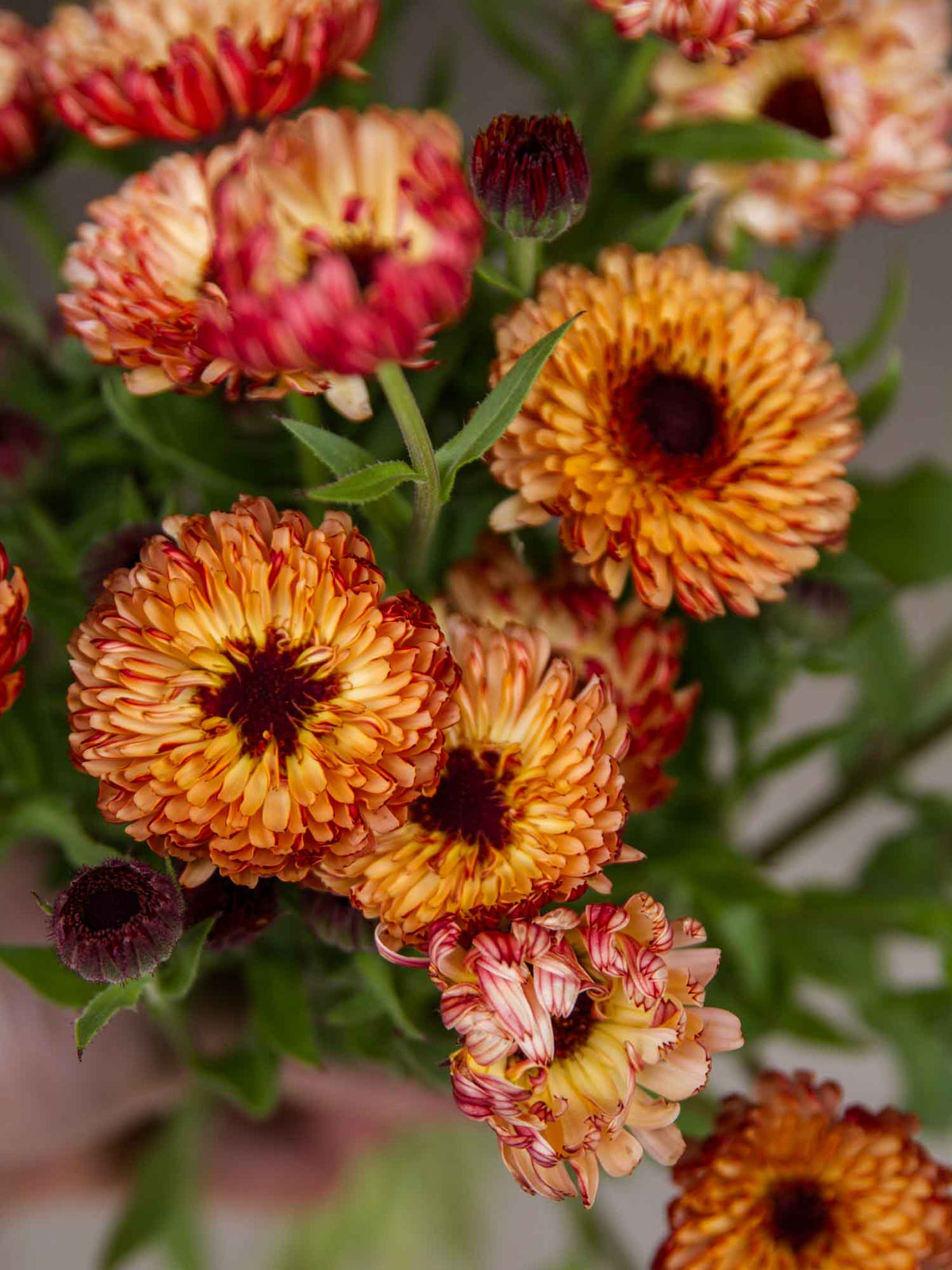 Calendula - Bronzed Beauty