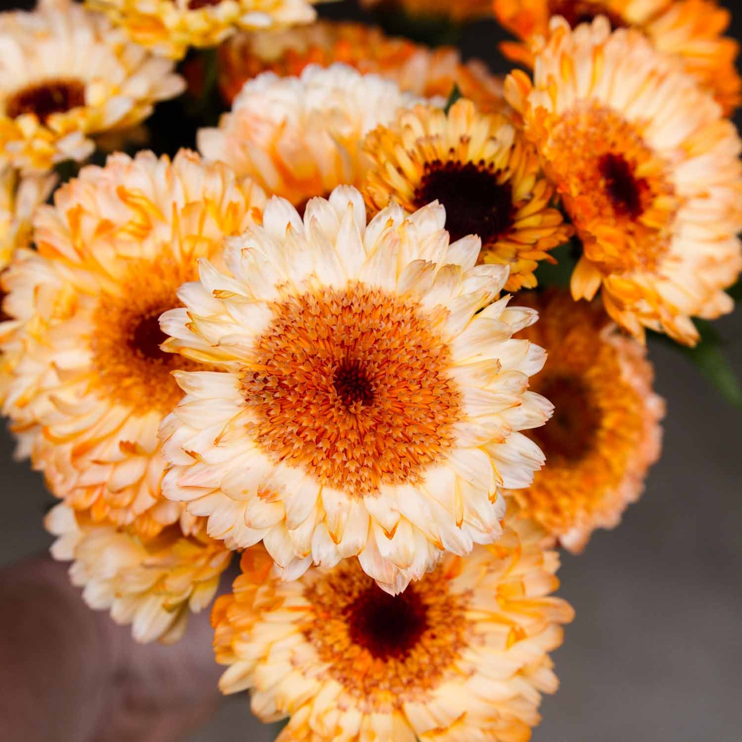 Calendula - Cantaloupe Mix