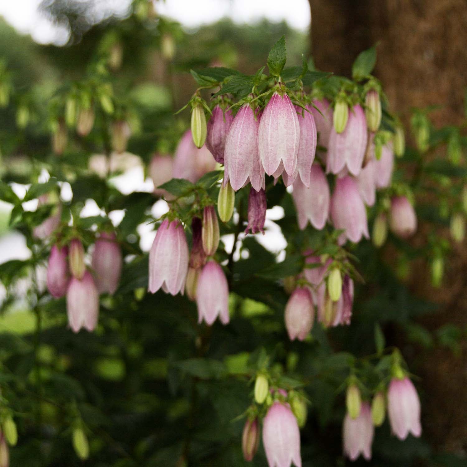 Campanula - Takesimana