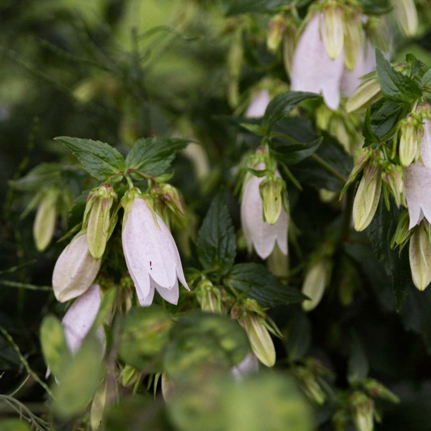 CAMPANULA - Takesimana - PLANTS