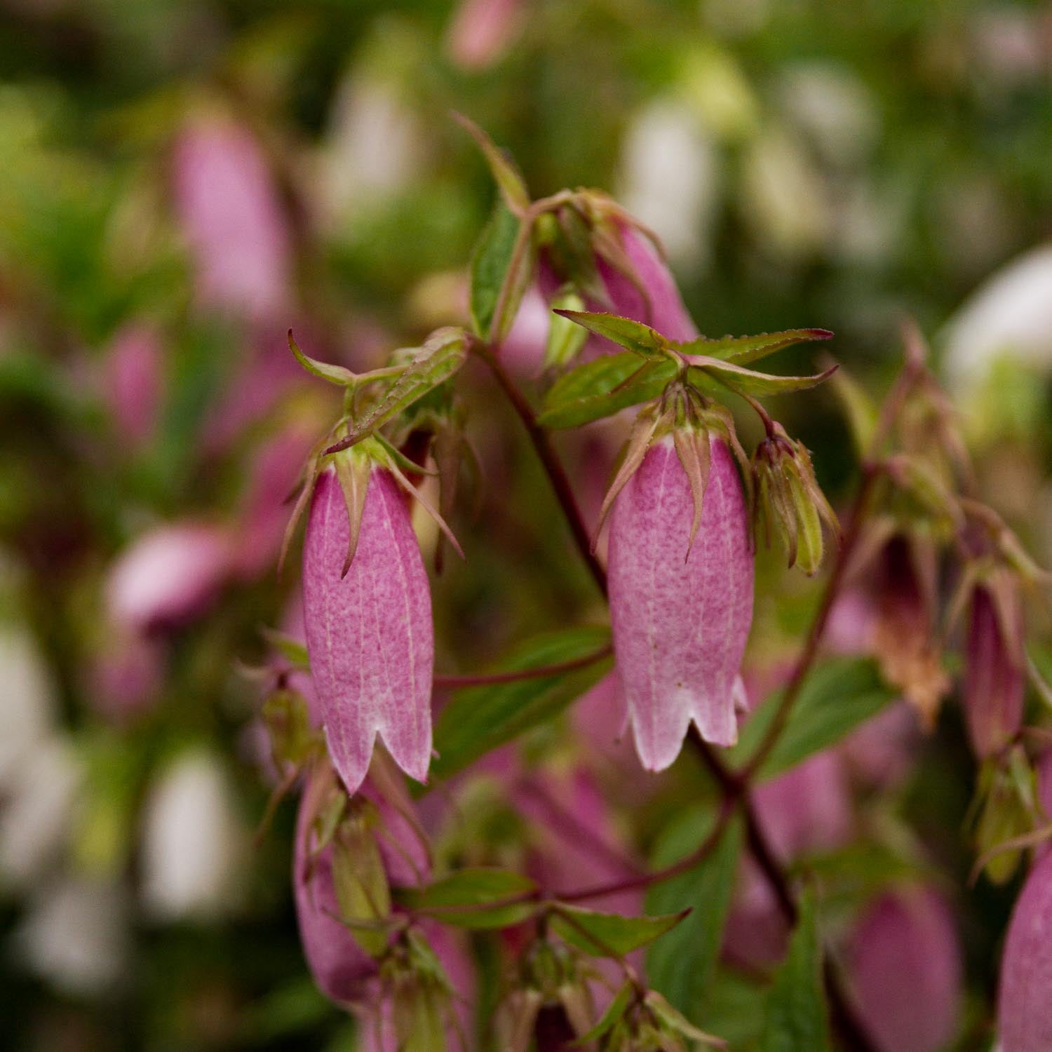 Campanula - Takesimana