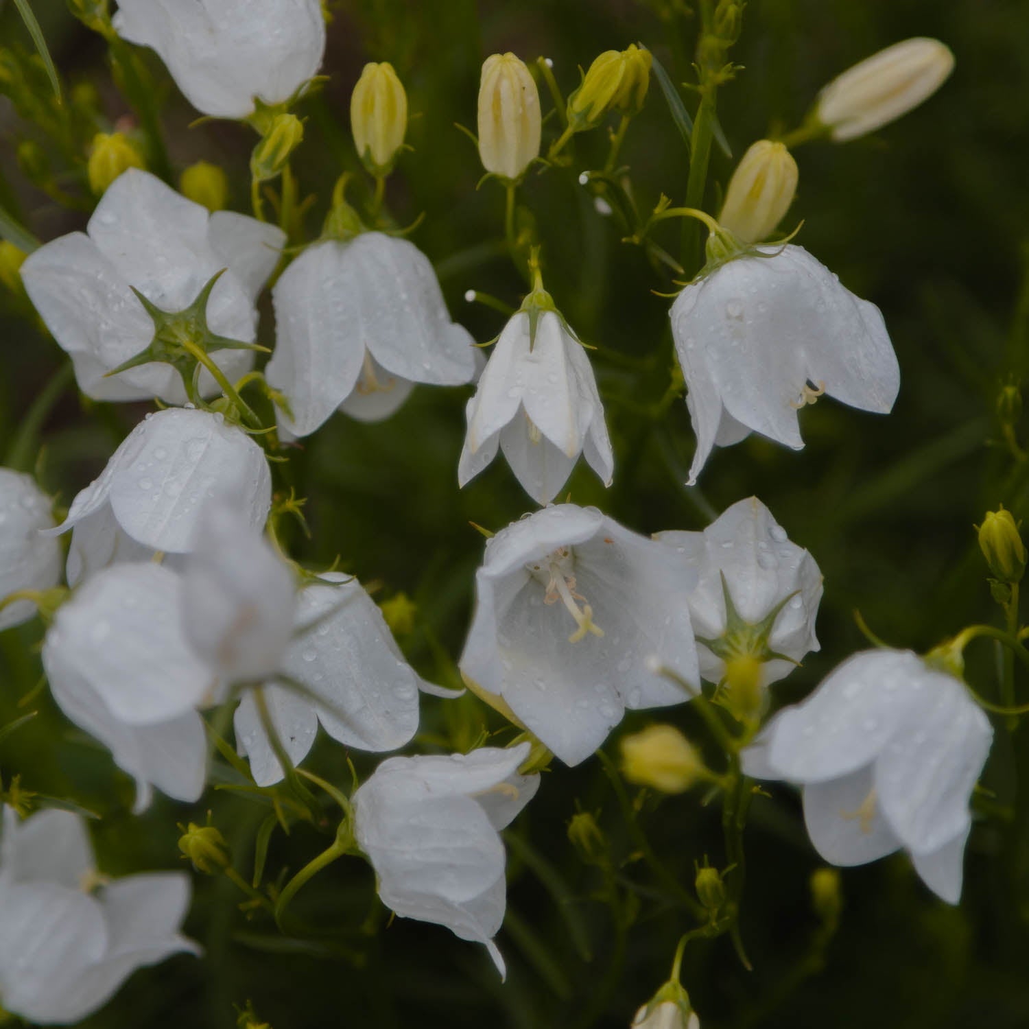 CAMPANULA rotundifolia - White Gem - PLANTS