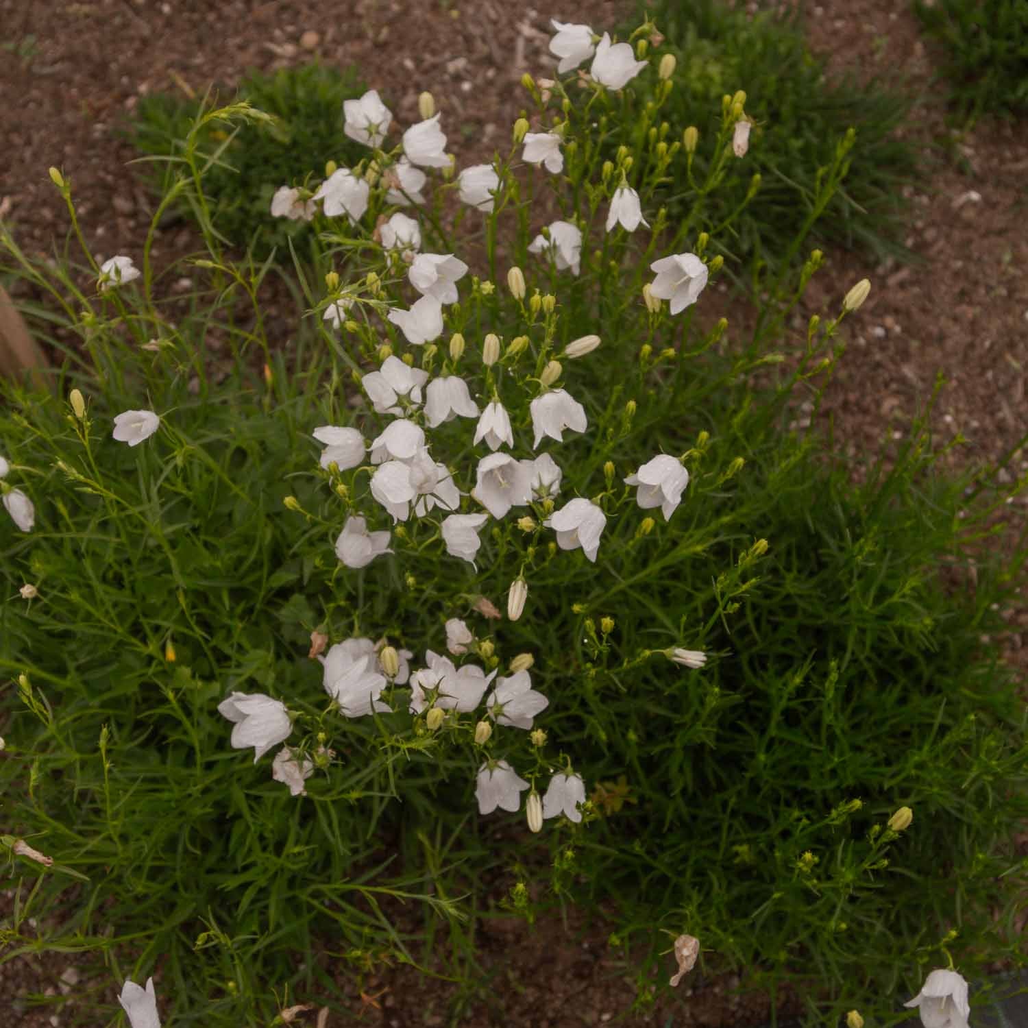 CAMPANULA rotundifolia - White Gem - PLANTS