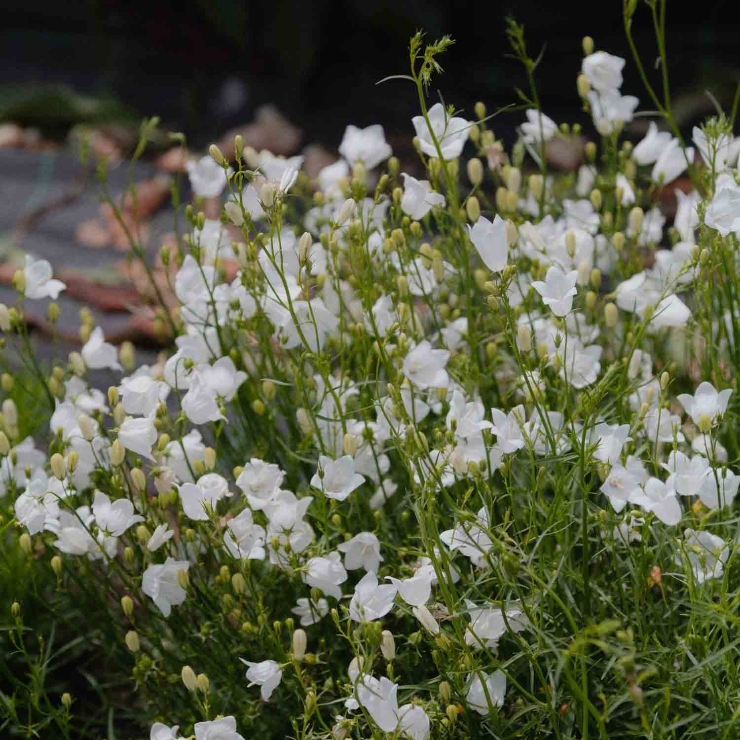 CAMPANULA rotundifolia - White Gem - PLANTS