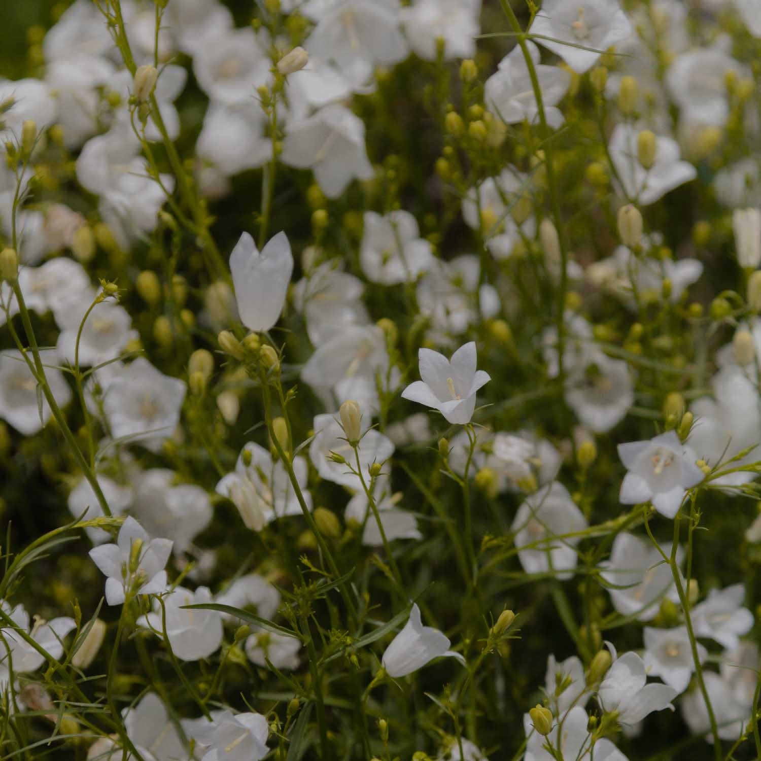 CAMPANULA rotundifolia - White Gem - PLANTS