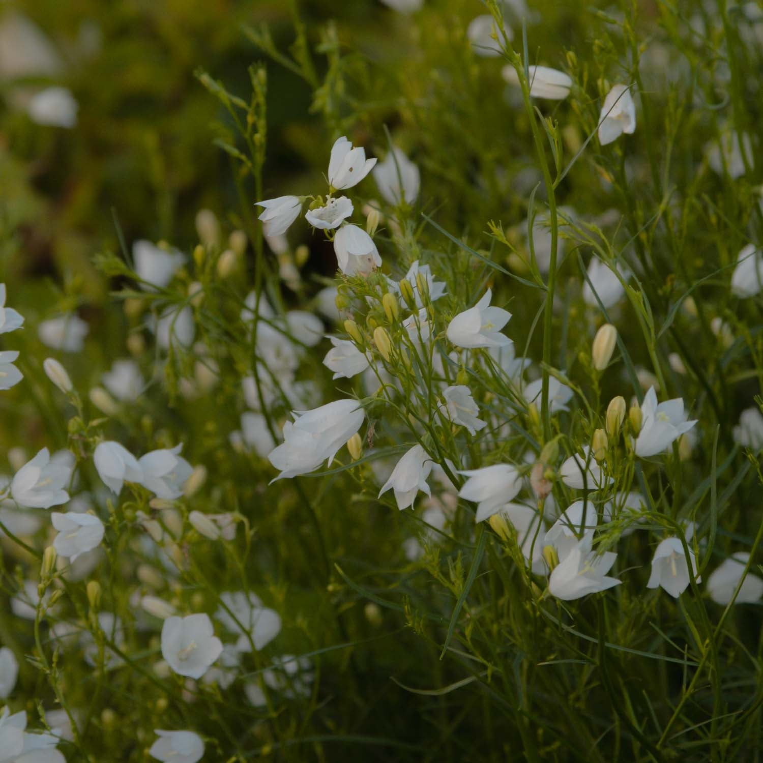 CAMPANULA rotundifolia - White Gem - PLANTS