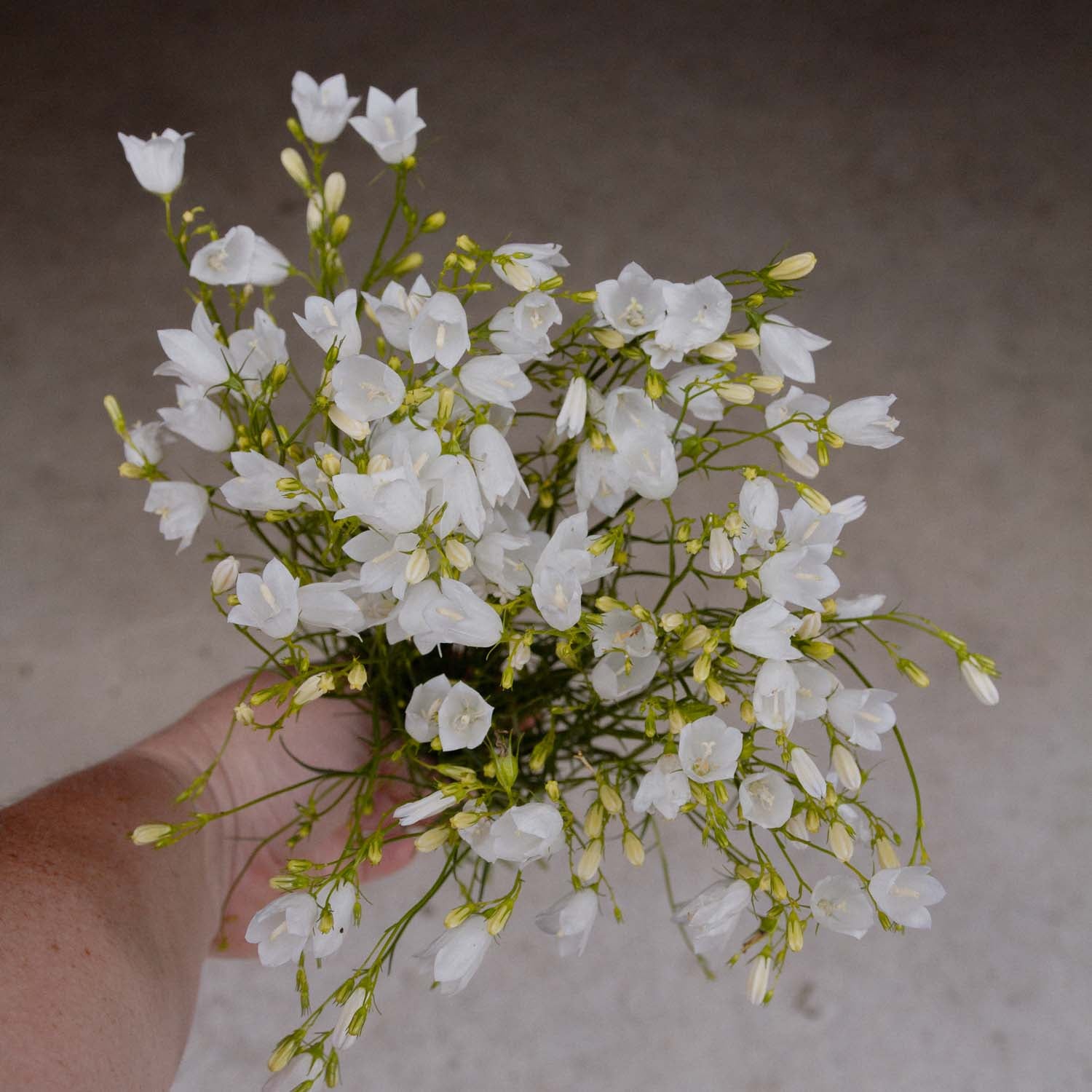 CAMPANULA rotundifolia - White Gem - PLANTS