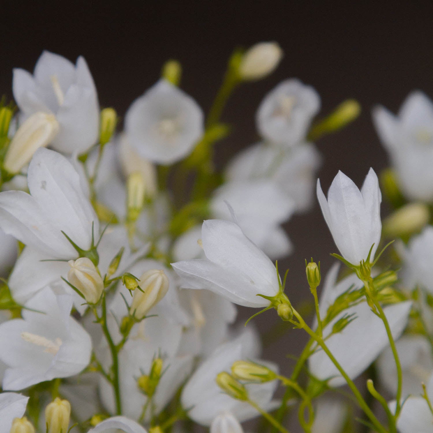 CAMPANULA rotundifolia - White Gem - PLANTS