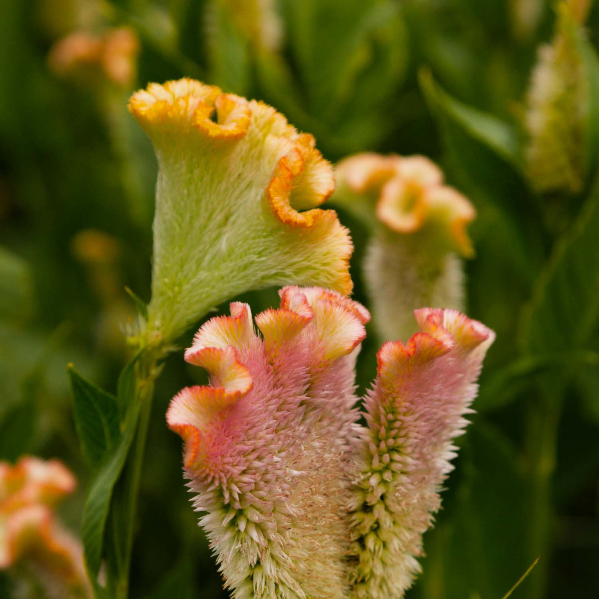 Celosia - Supercrest - Seeds NZ