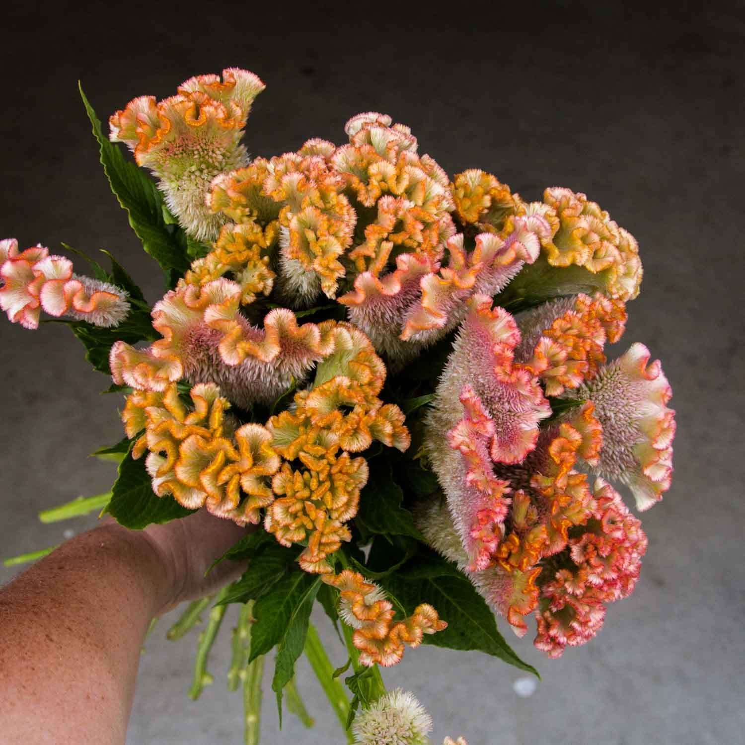 Celosia - Crystal Beauty