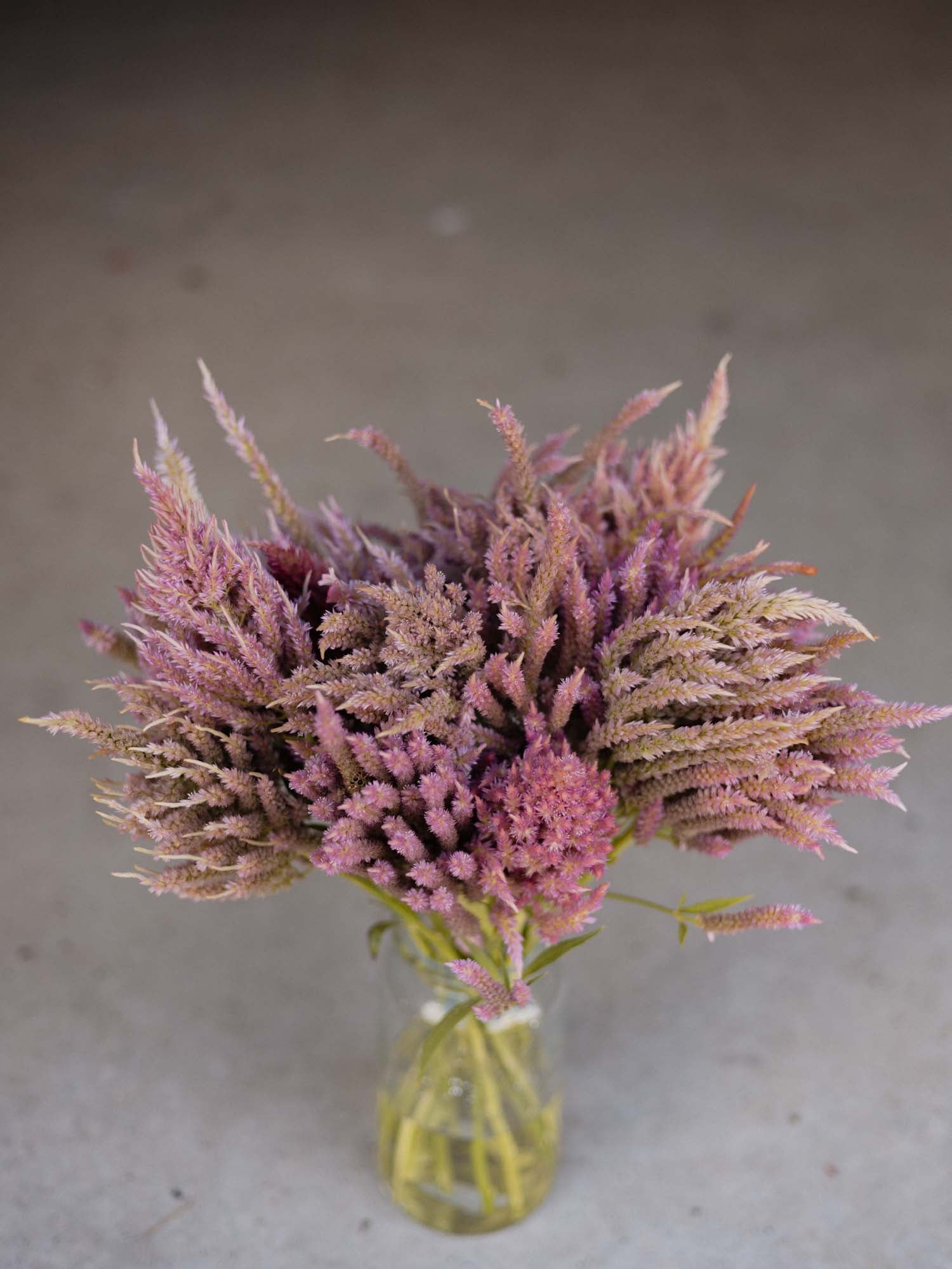 CELOSIA - Summer Sherbet - PLANTS