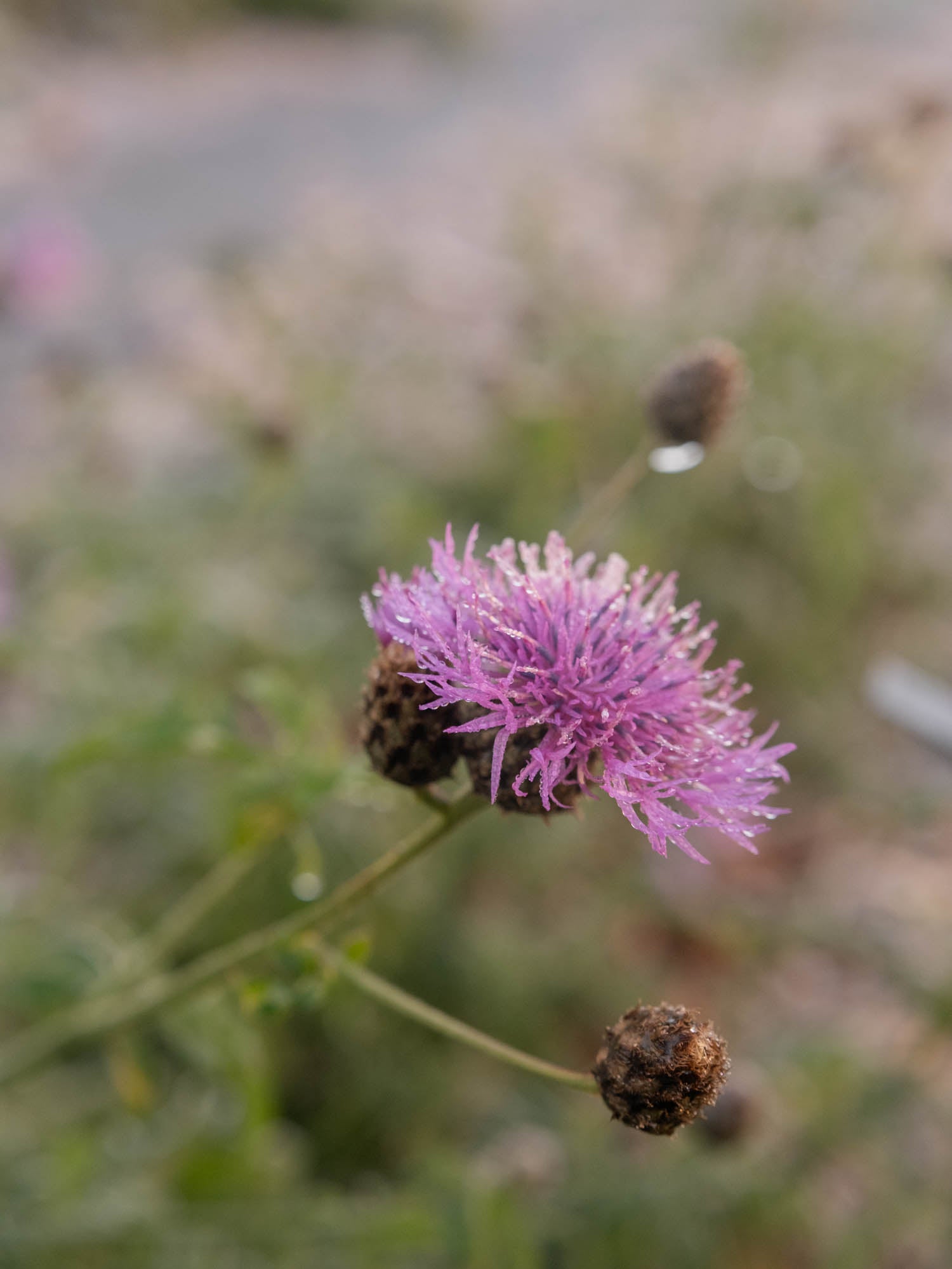 CENTAUREA Scabiosa - PLANTS