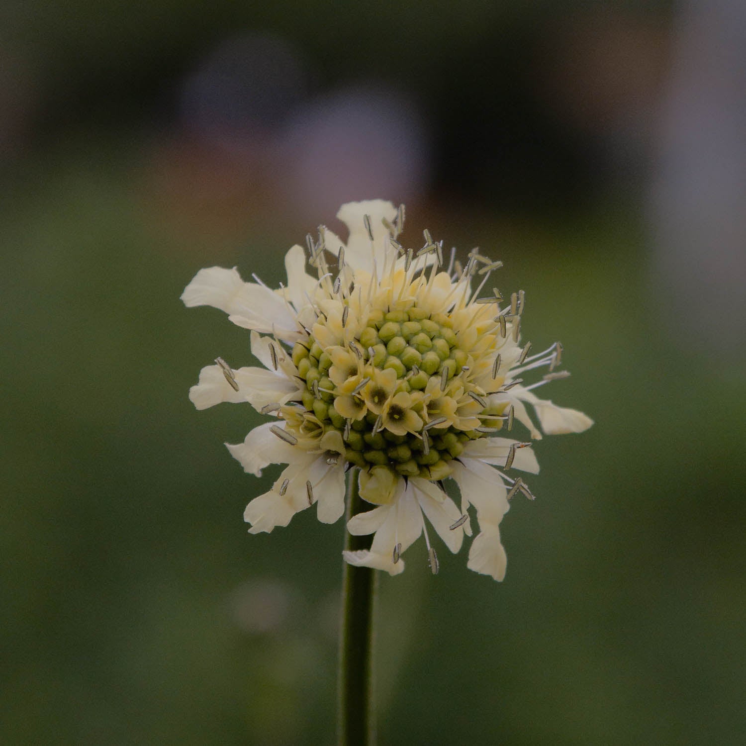 CELPHALARIA gigantea - Giant Scabious - PLANTS