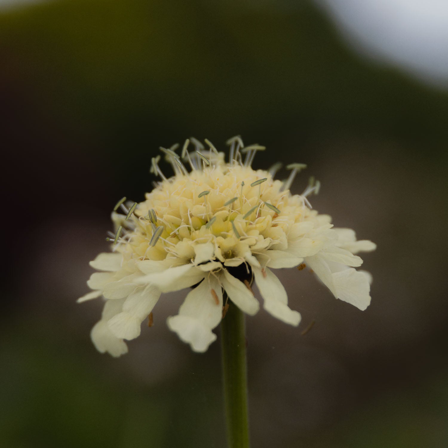 CELPHALARIA gigantea - Giant Scabious - PLANTS