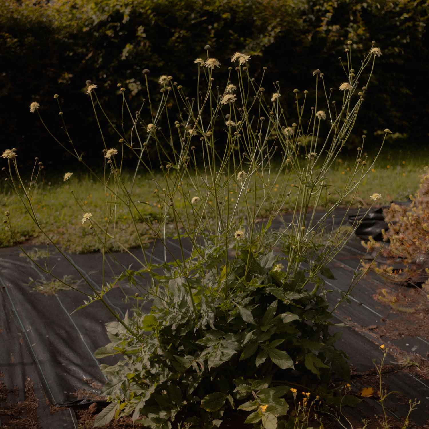 CELPHALARIA gigantea - Giant Scabious - PLANTS