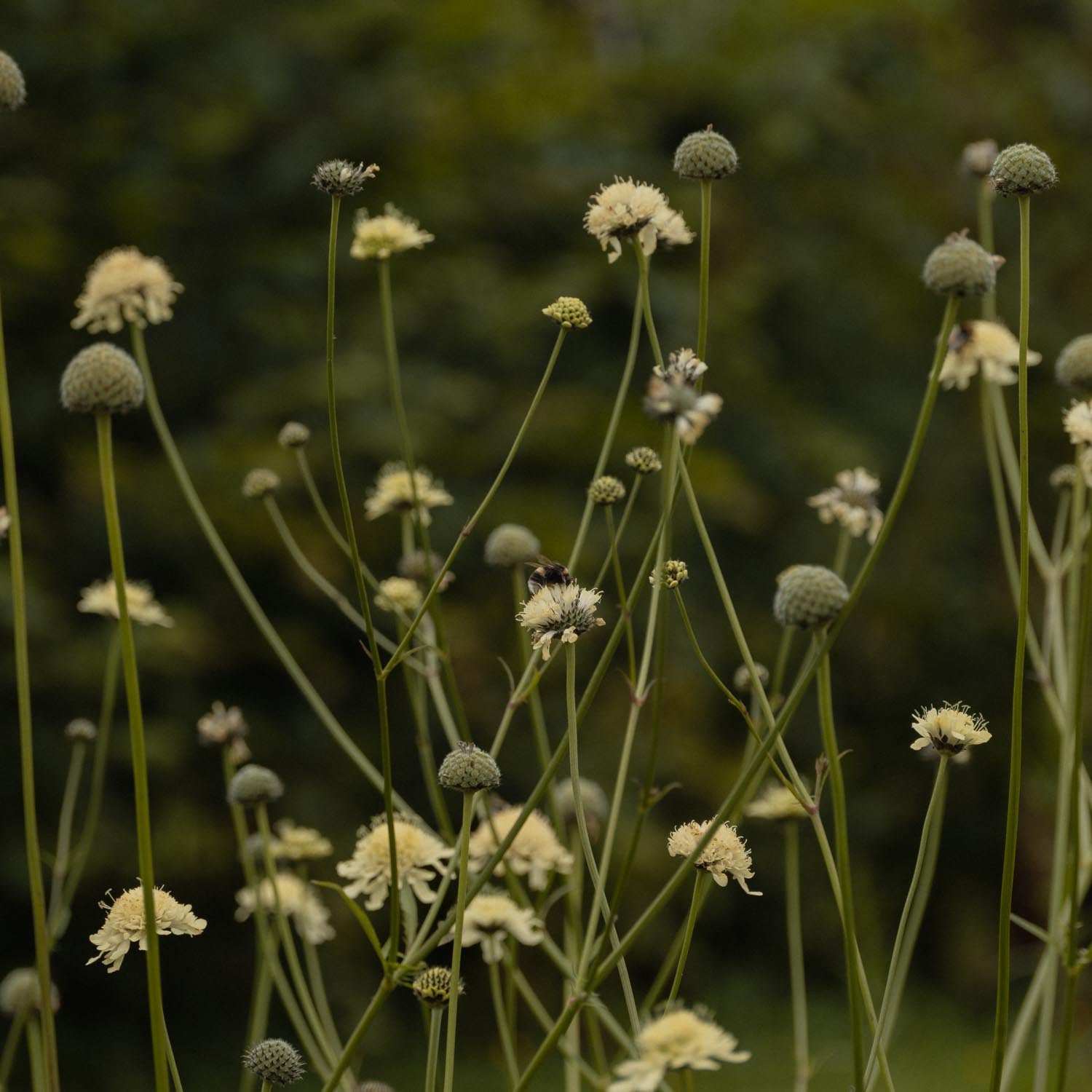 CELPHALARIA gigantea - Giant Scabious - PLANTS