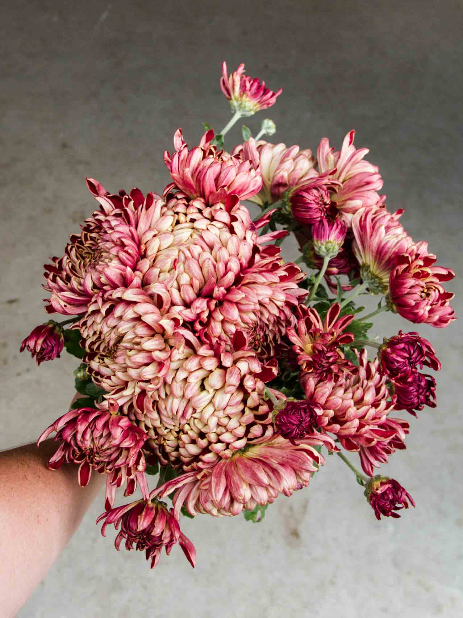 CHRYSANTHEMUM - Kokka Shaku- PLANTS