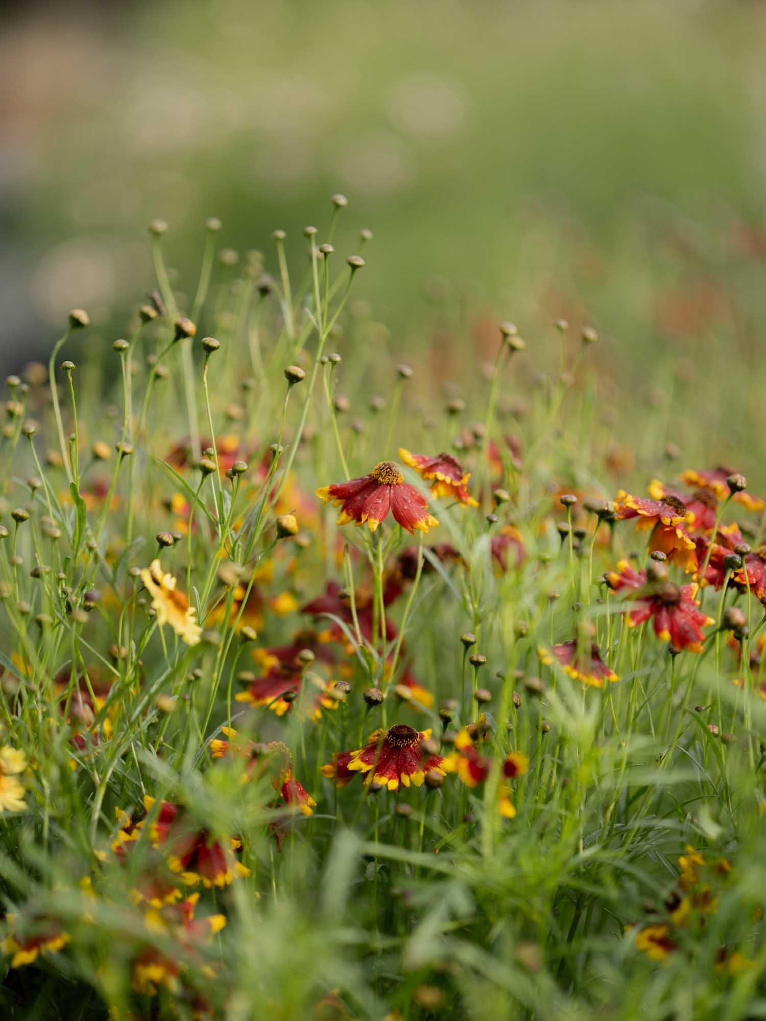 Coreopsis - Incredible Dwarf Mix