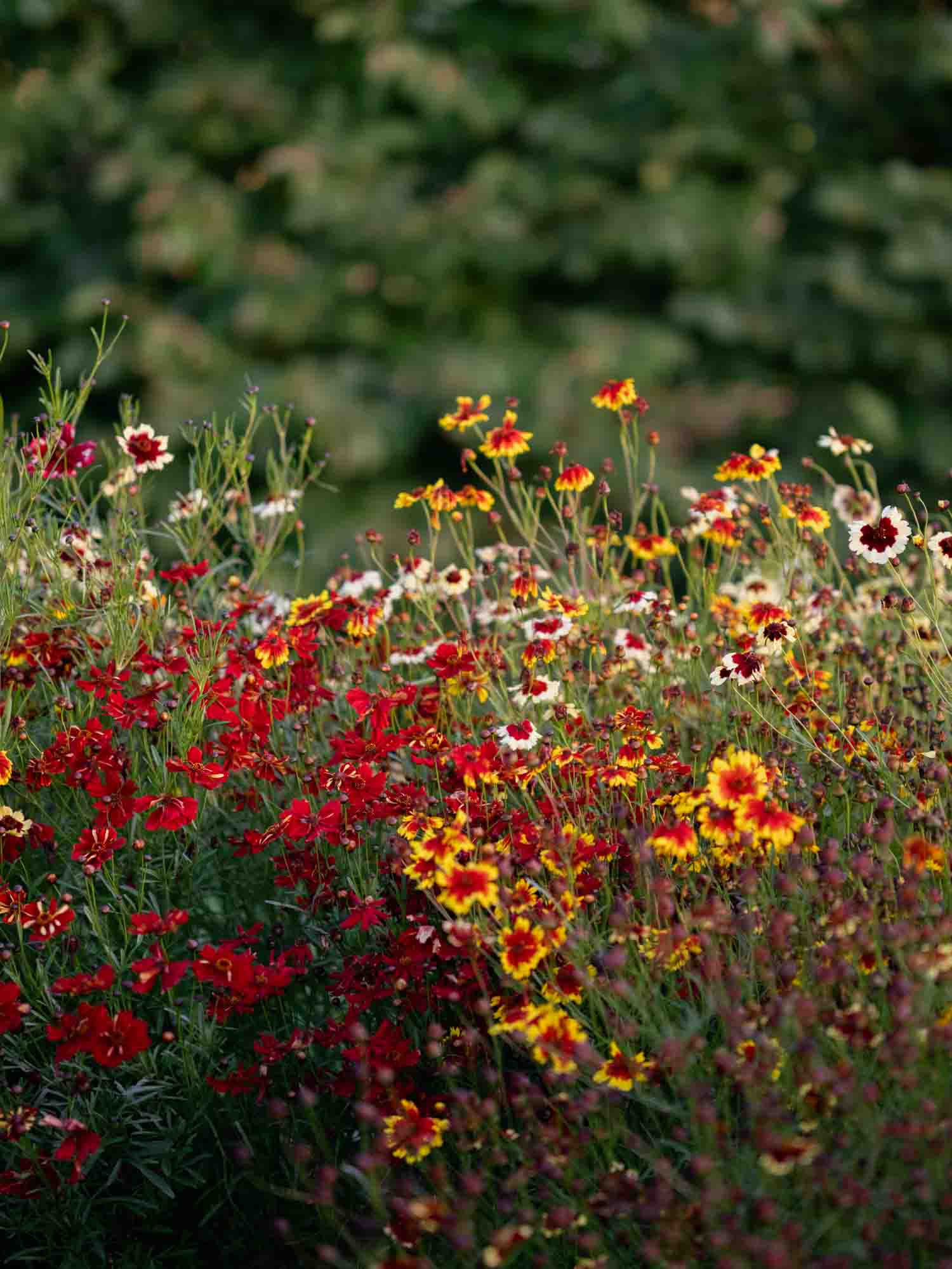 Coreopsis - Incredible Dwarf Mix
