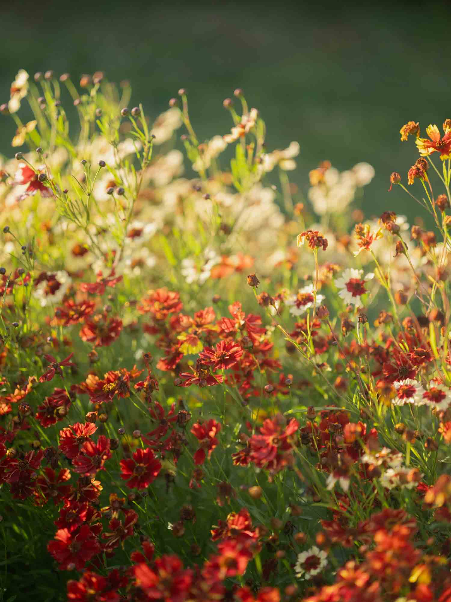 Coreopsis - Incredible Dwarf Mix