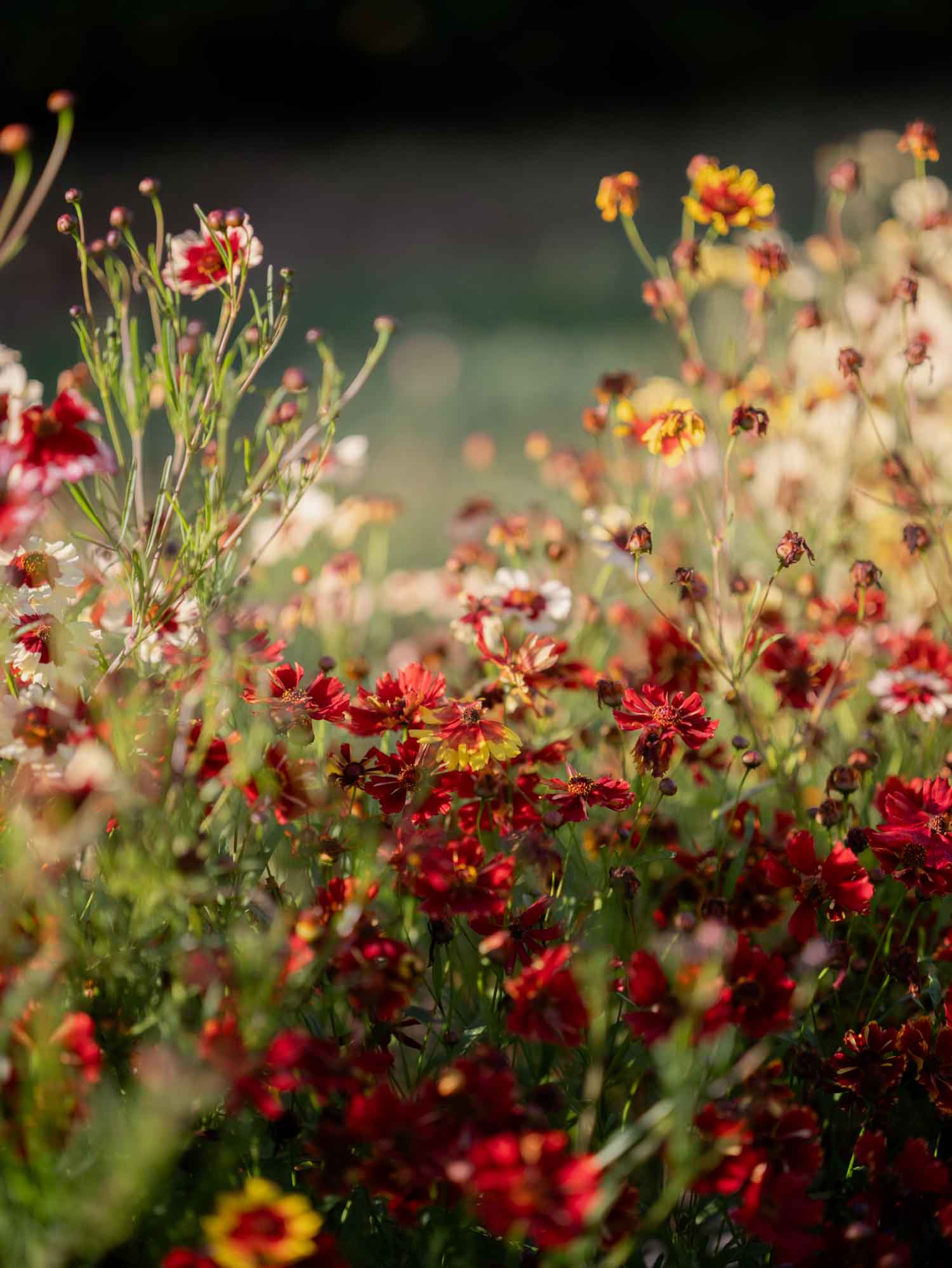 Coreopsis - Incredible Dwarf Mix