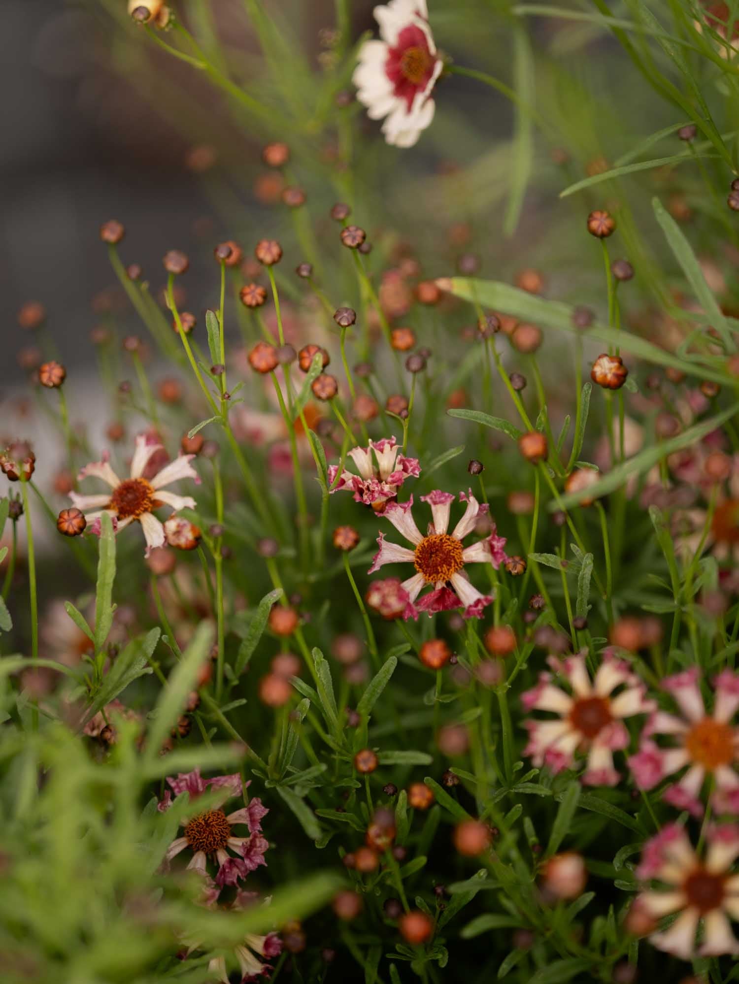 Coreopsis - Incredible Seashells