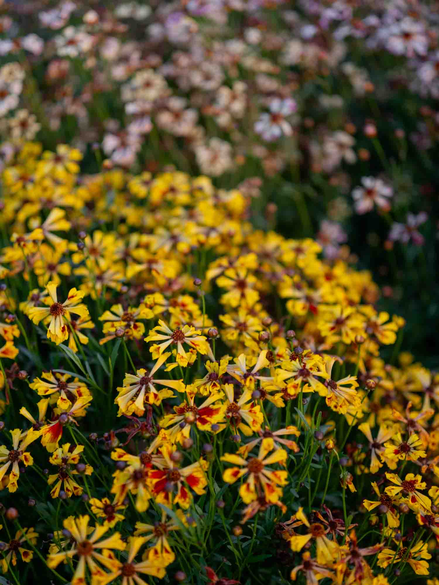 Coreopsis - Incredible Seashells