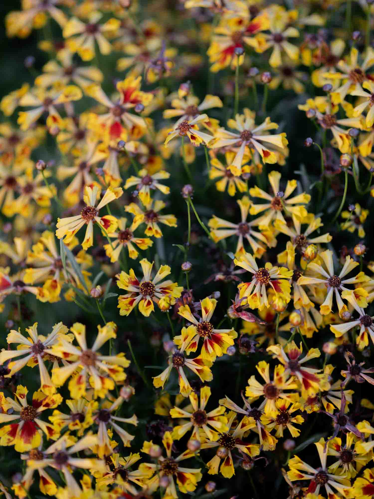 Coreopsis - Incredible Seashells
