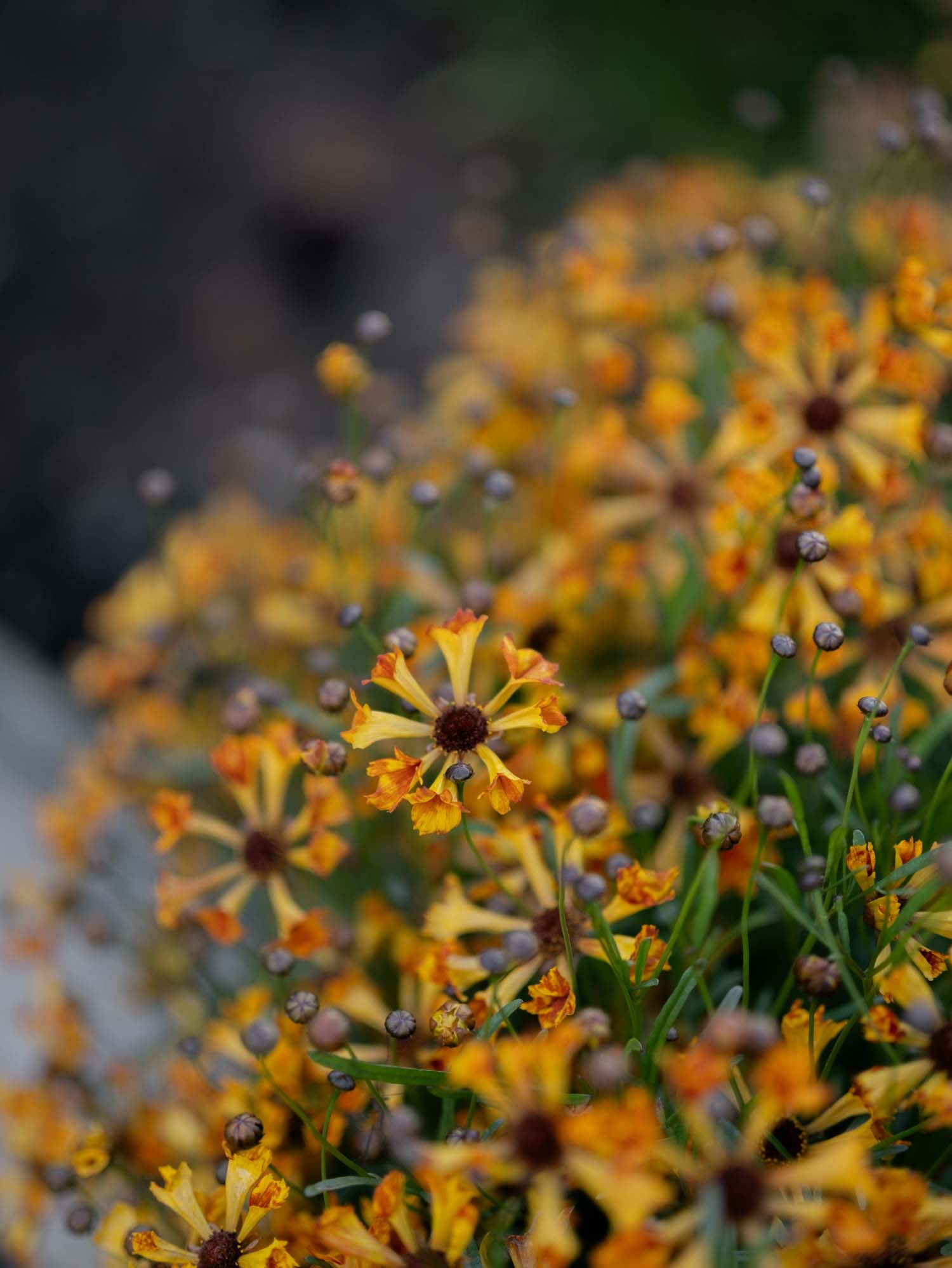 Coreopsis - Incredible Seashells