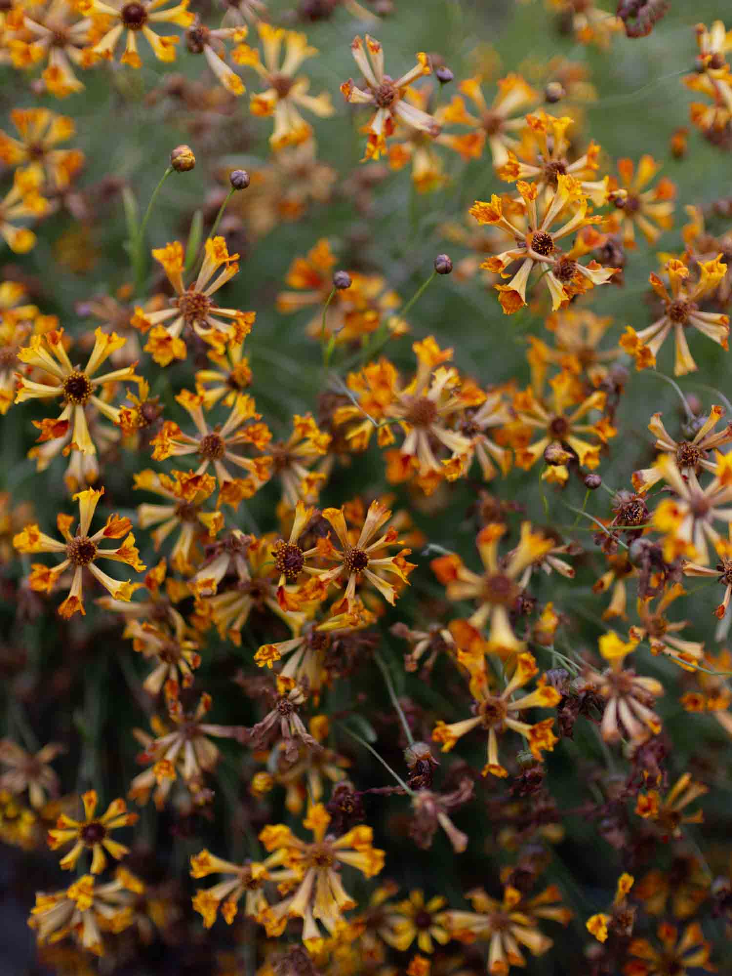 Coreopsis - Incredible Seashells
