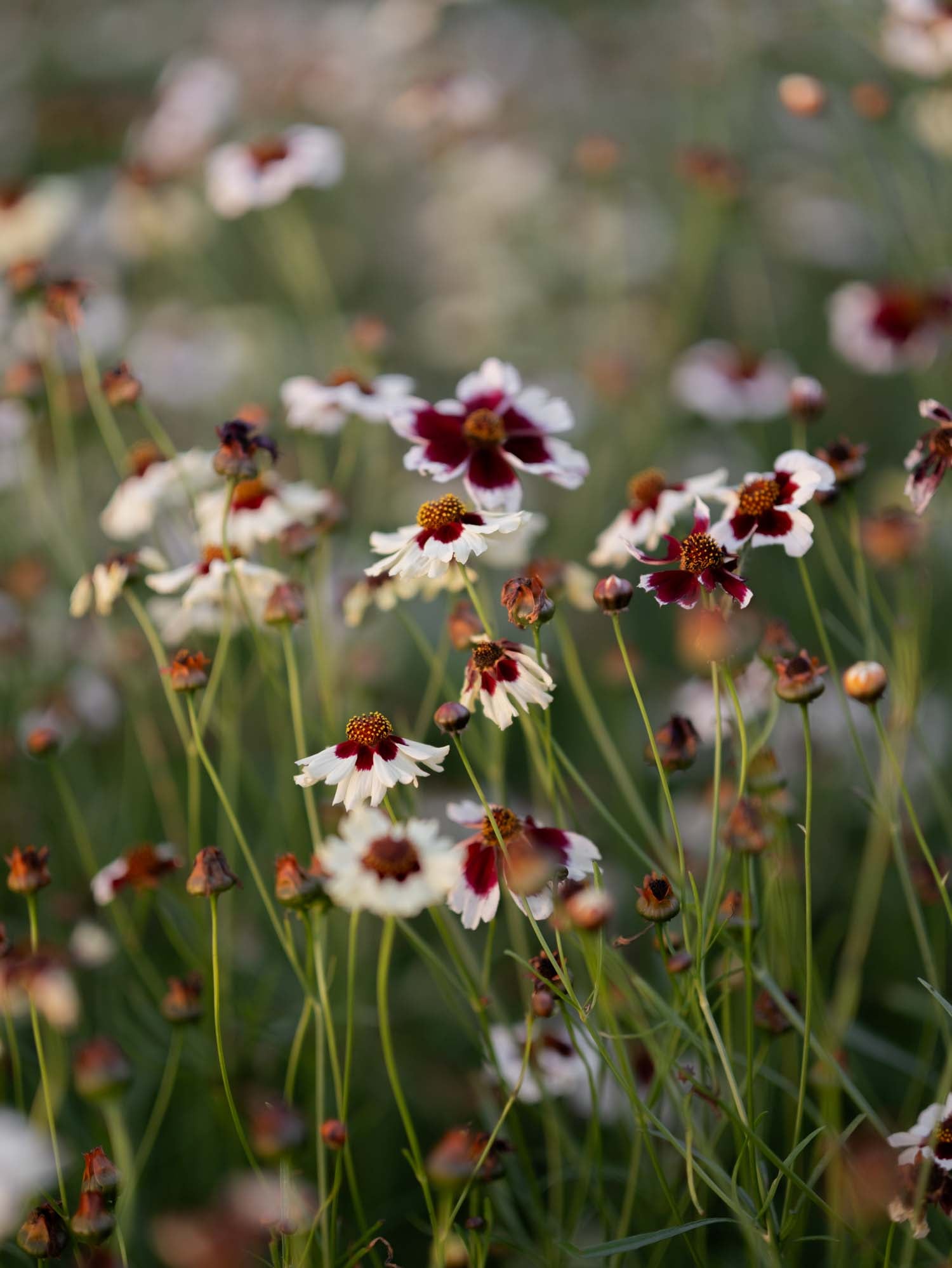 Coreopsis - Incredible Swirl