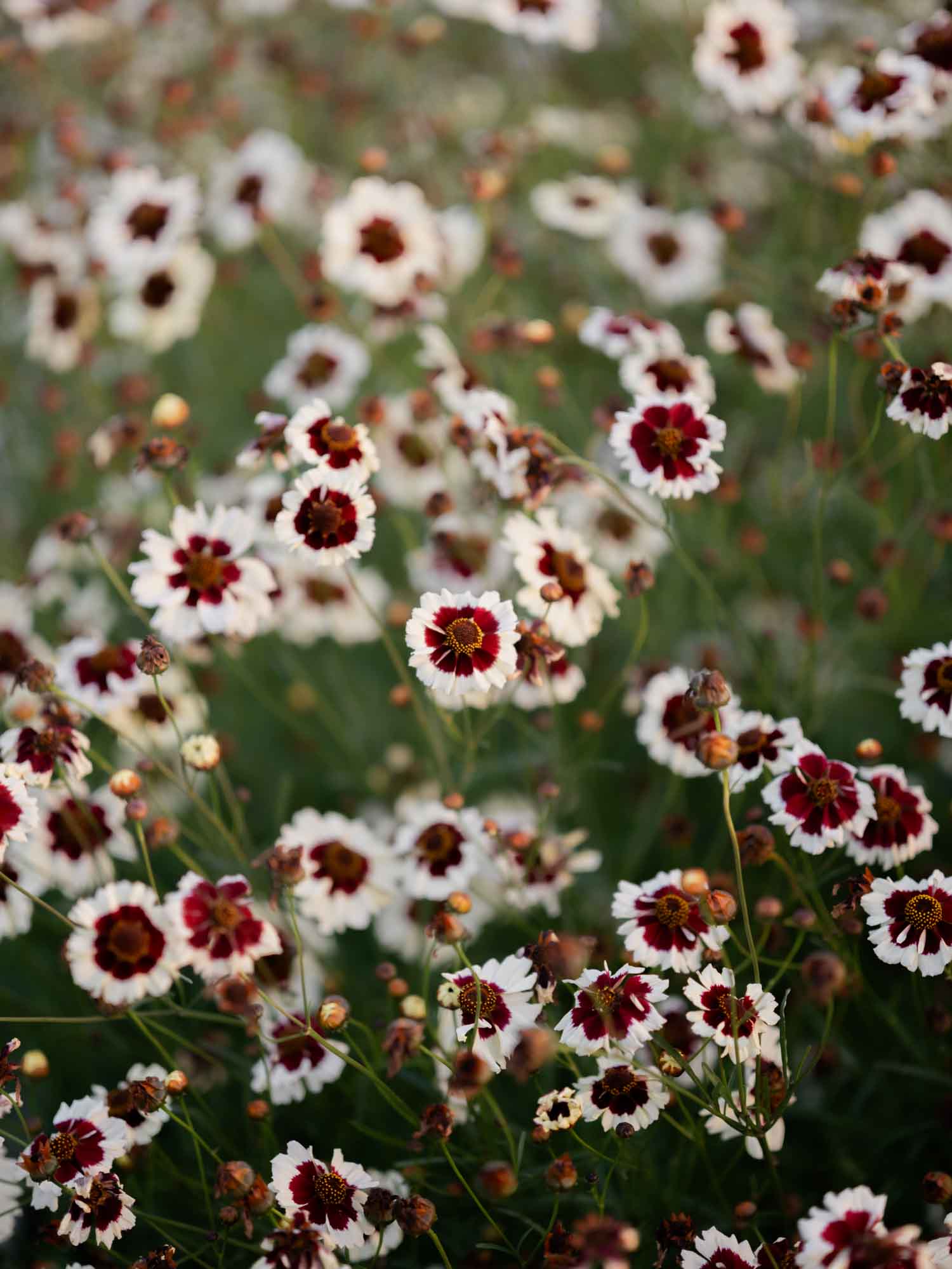 Coreopsis - Incredible Swirl