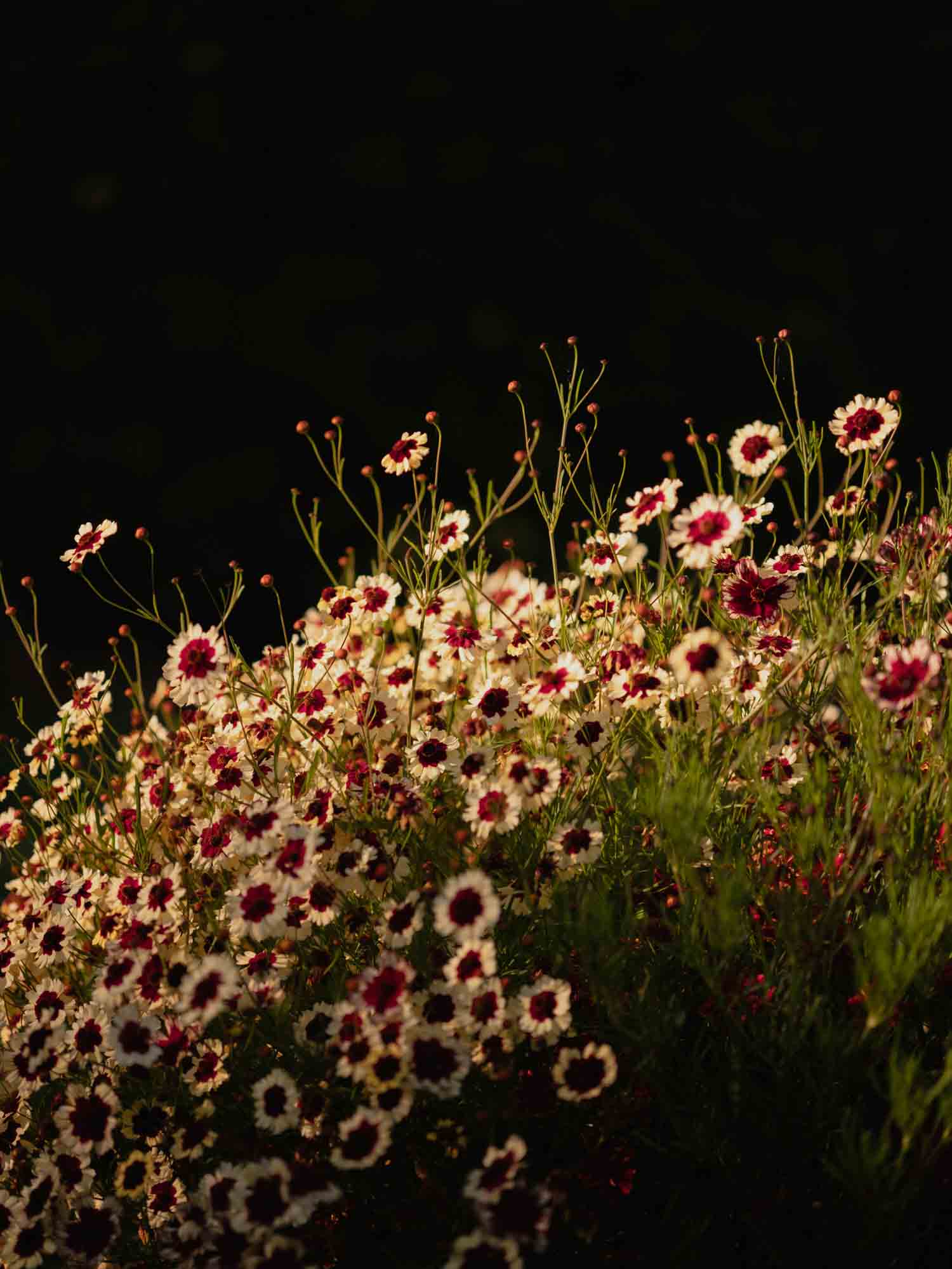 Coreopsis - Incredible Swirl