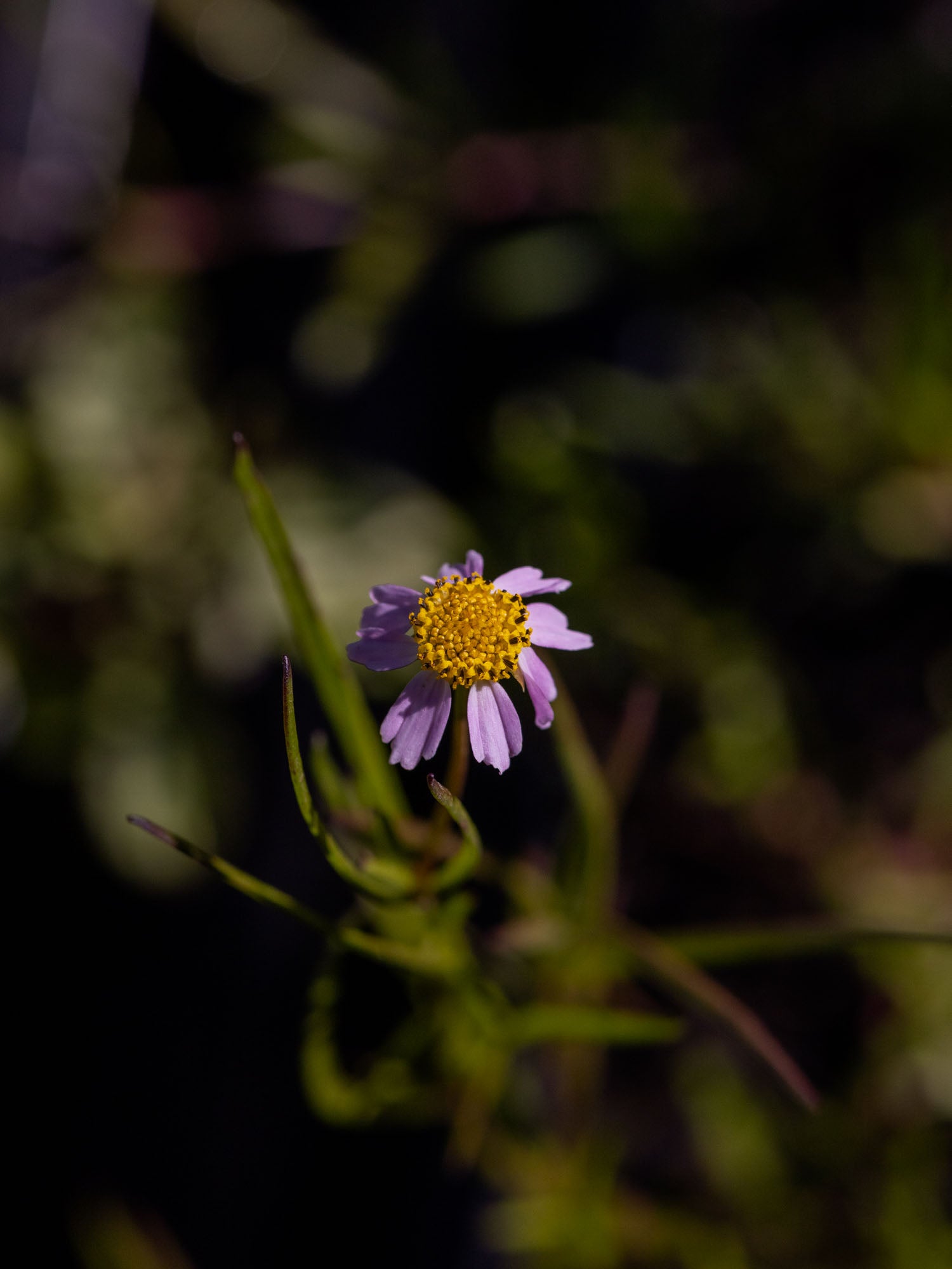 COREOPSIS rosea - PLANTS