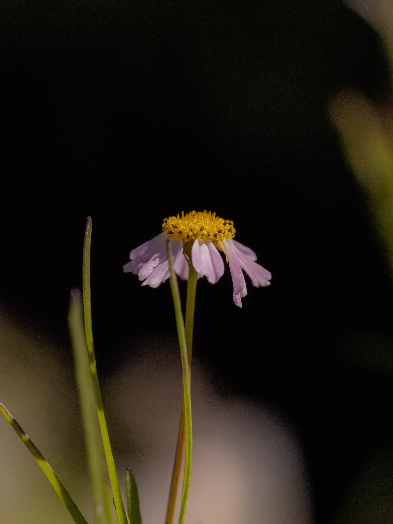 COREOPSIS rosea - PLANTS