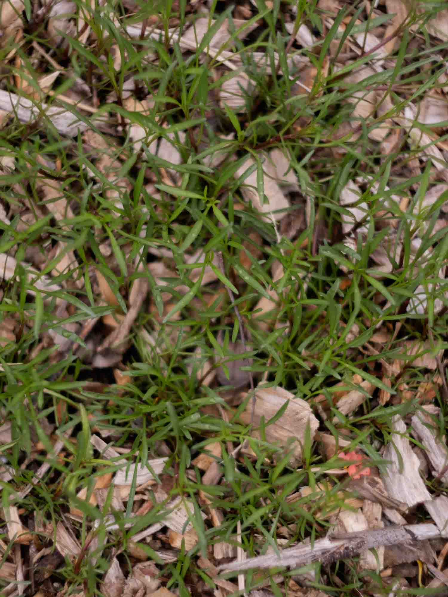 COREOPSIS rosea - PLANTS