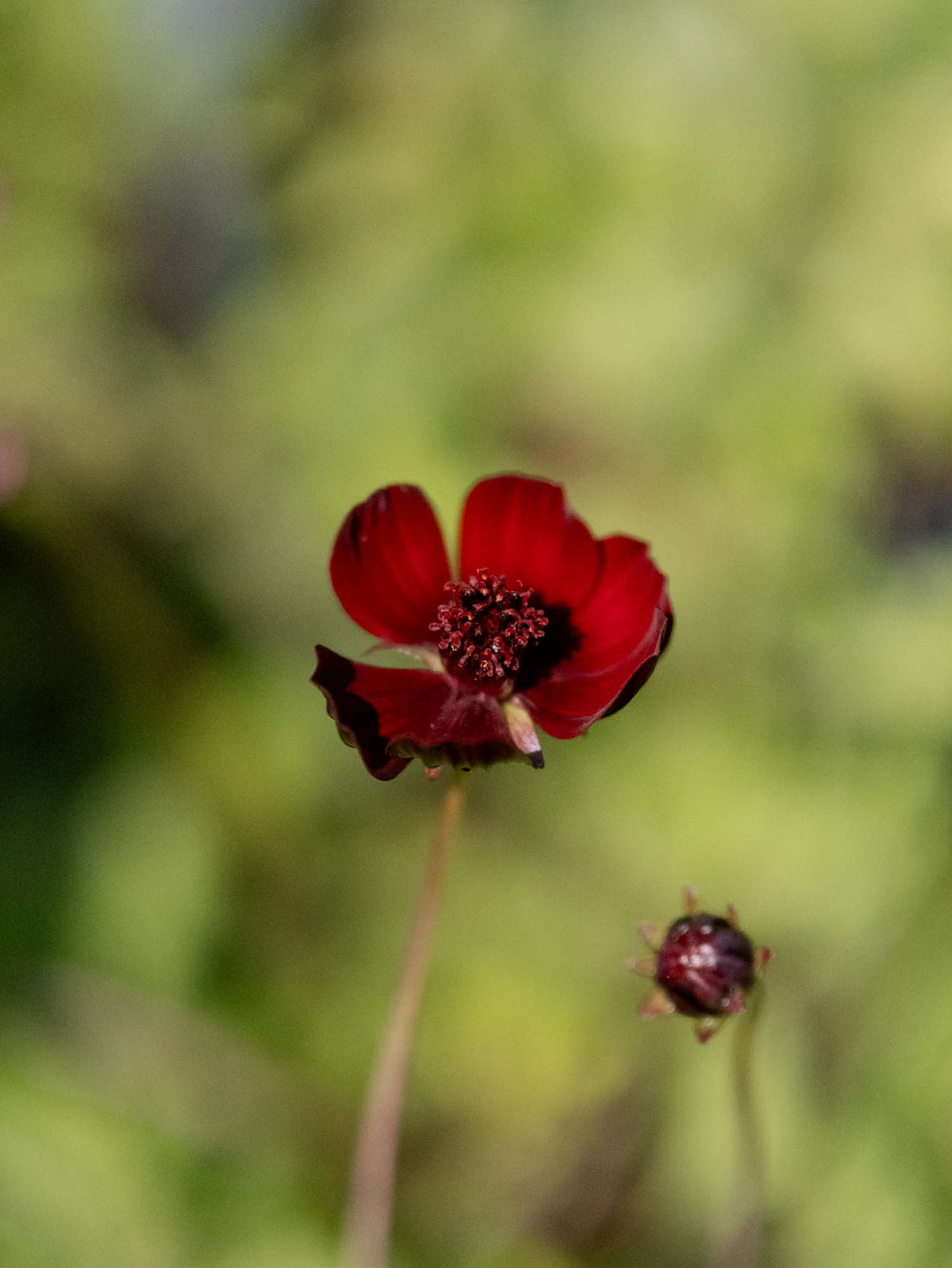 COSMOS ASTROSANGUINEUS - Chocolate Cosmos - PLANTS