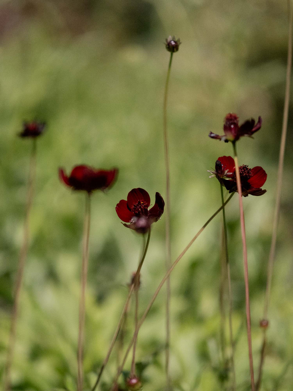 COSMOS ASTROSANGUINEUS - Chocolate Cosmos - PLANTS