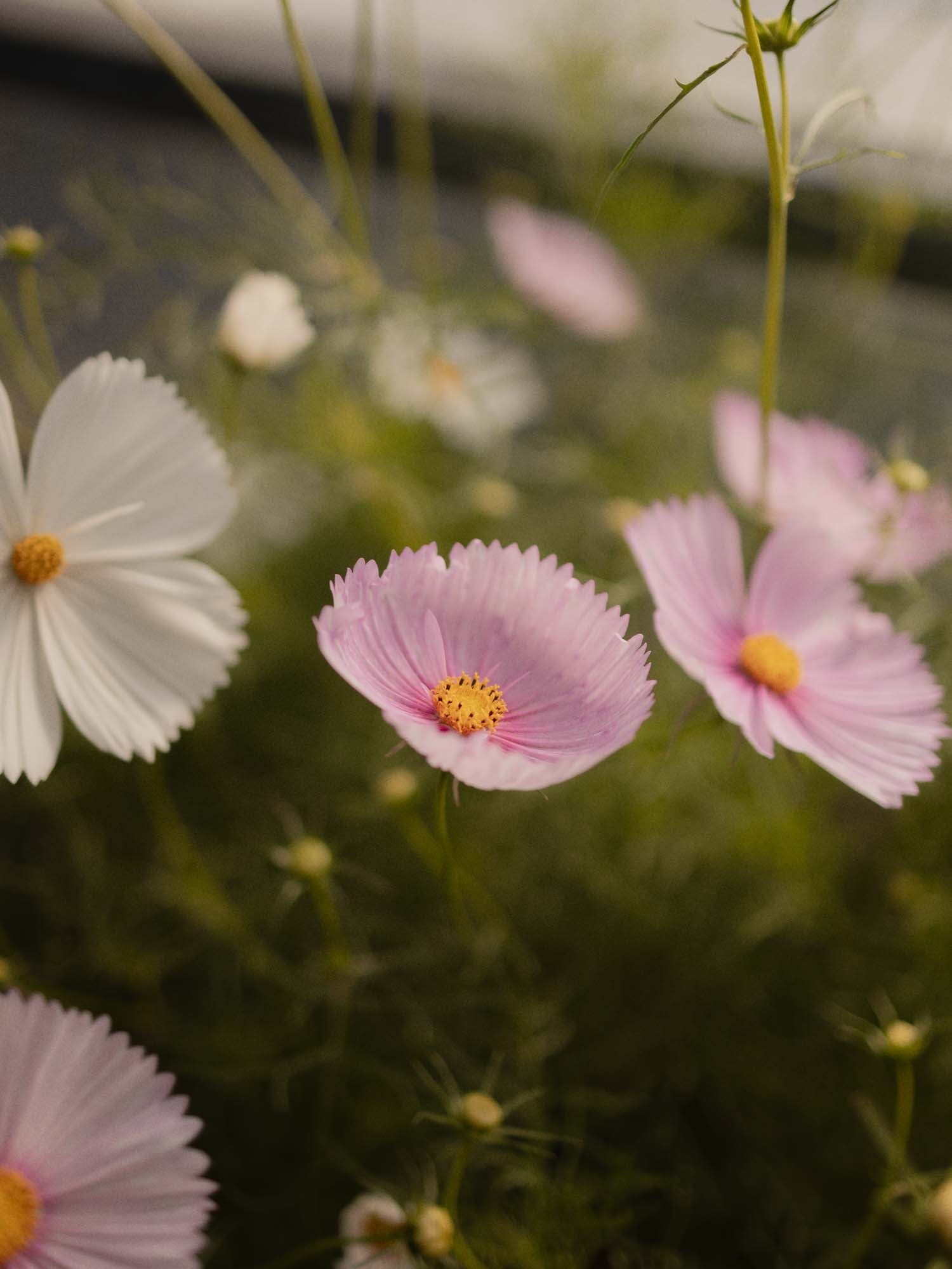 Cosmos - Cupcakes Blush