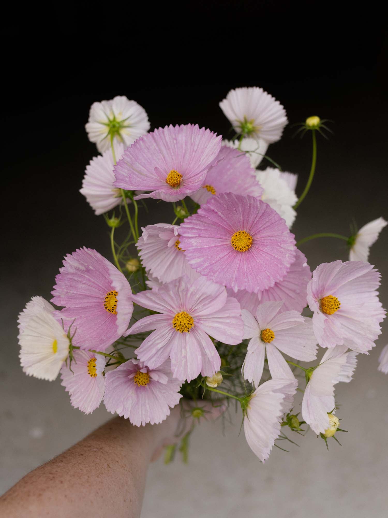 Cosmos - Cupcakes Blush