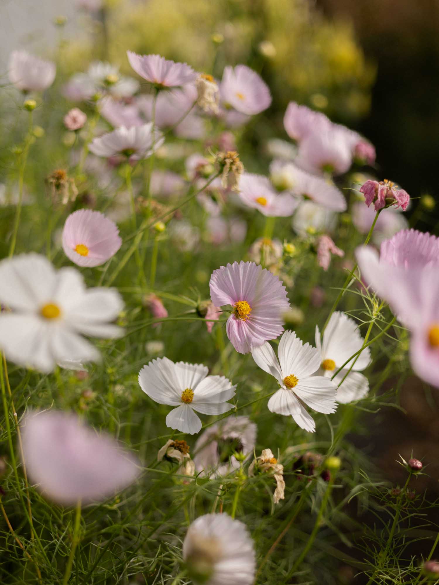 Cosmos - Cupcakes Blush
