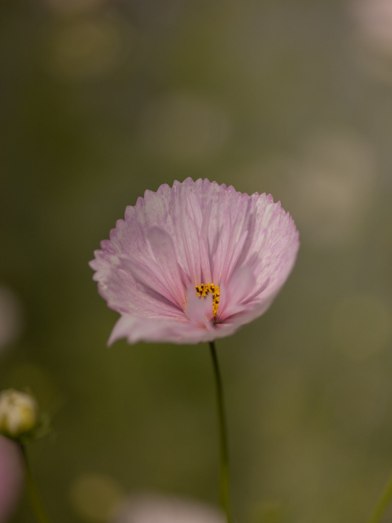 Cosmos - Cupcakes Blush