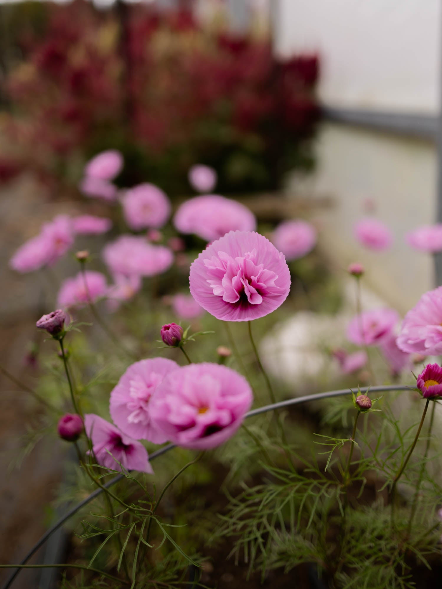 Cosmos - Cupcakes Sakura