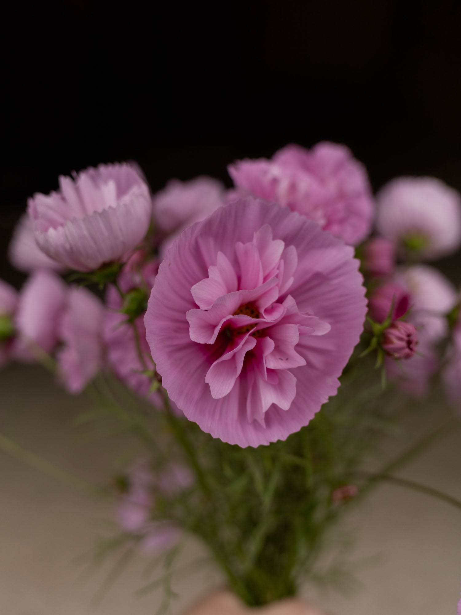 Cosmos - Cupcakes Sakura