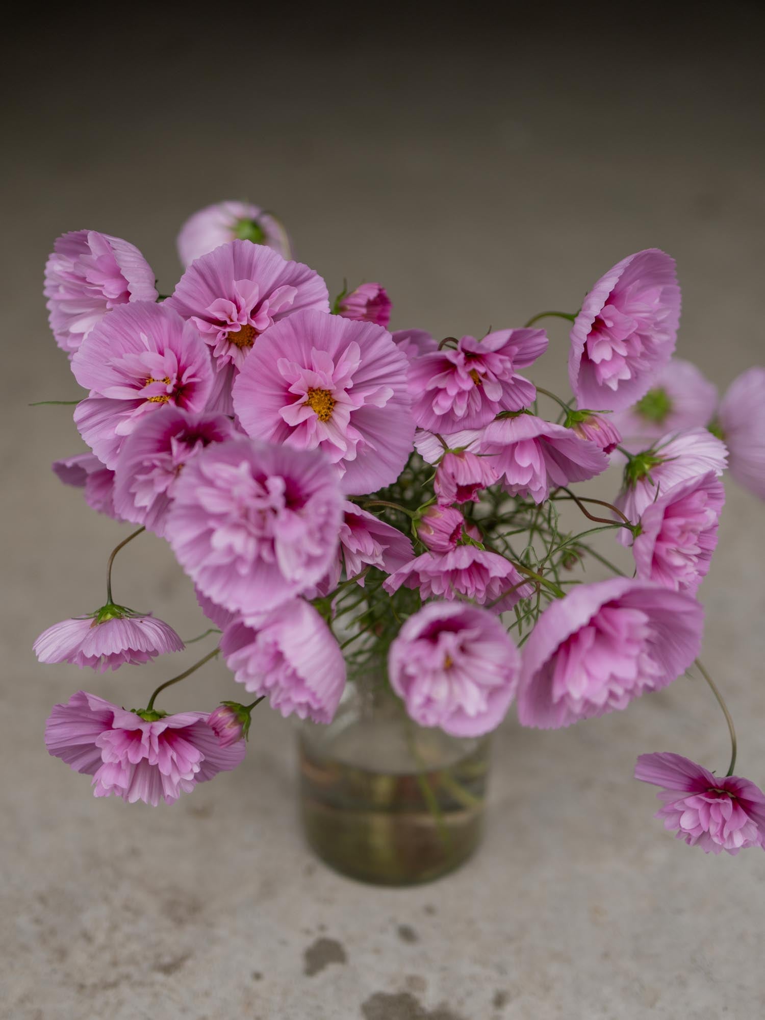 Cosmos - Cupcakes Sakura